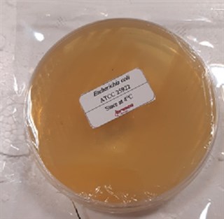 Escherichia Coli