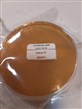 Lactobacillus casei