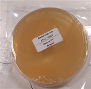 خرید سوشEscherichia Coli از کیت ایران